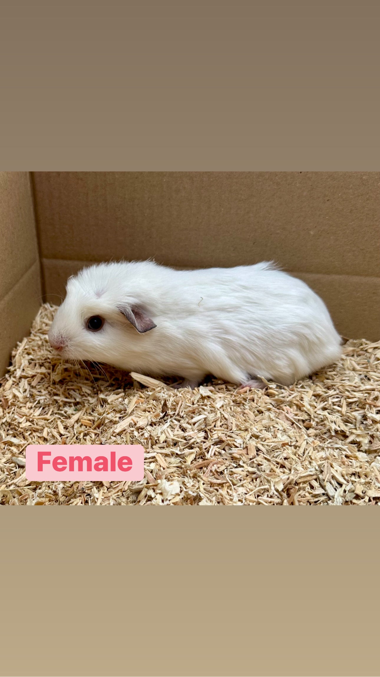 Female Guinea pigs
