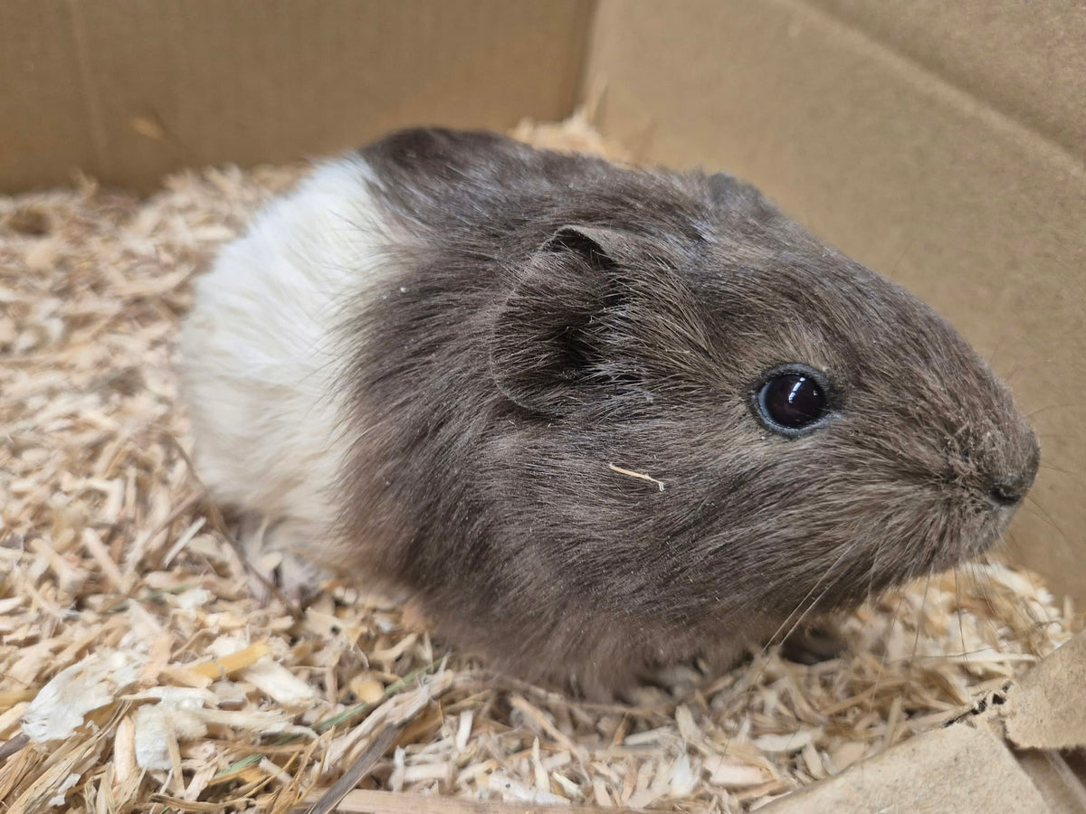 Female Guinea pigs