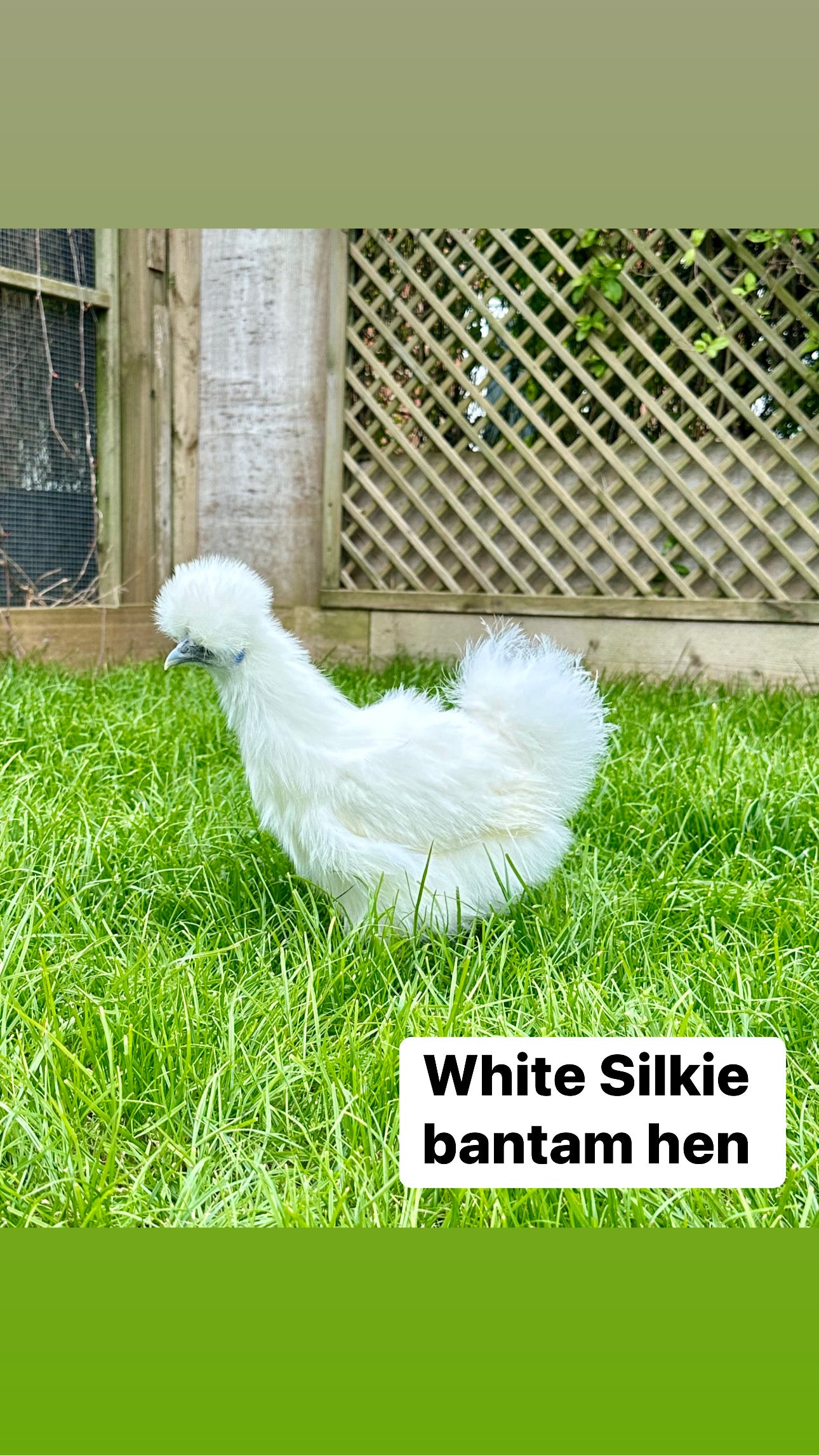 Silkie bantam hens