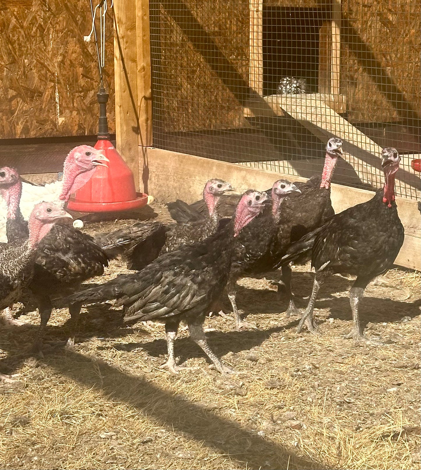 Bronze, black and white turkey poults