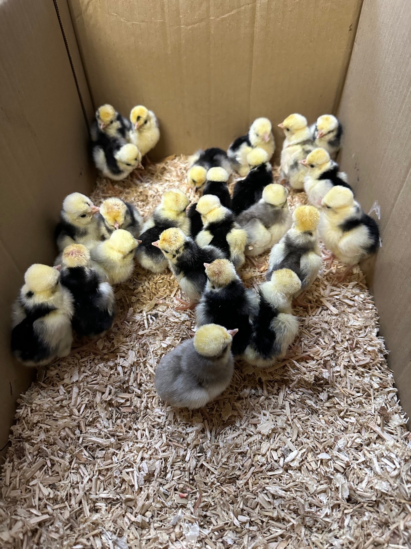 Polish bantam hatching eggs