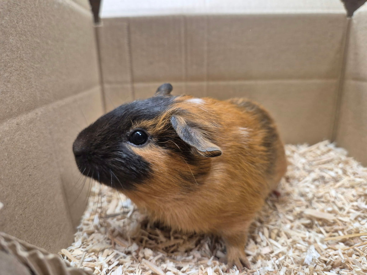 Female Guinea pigs