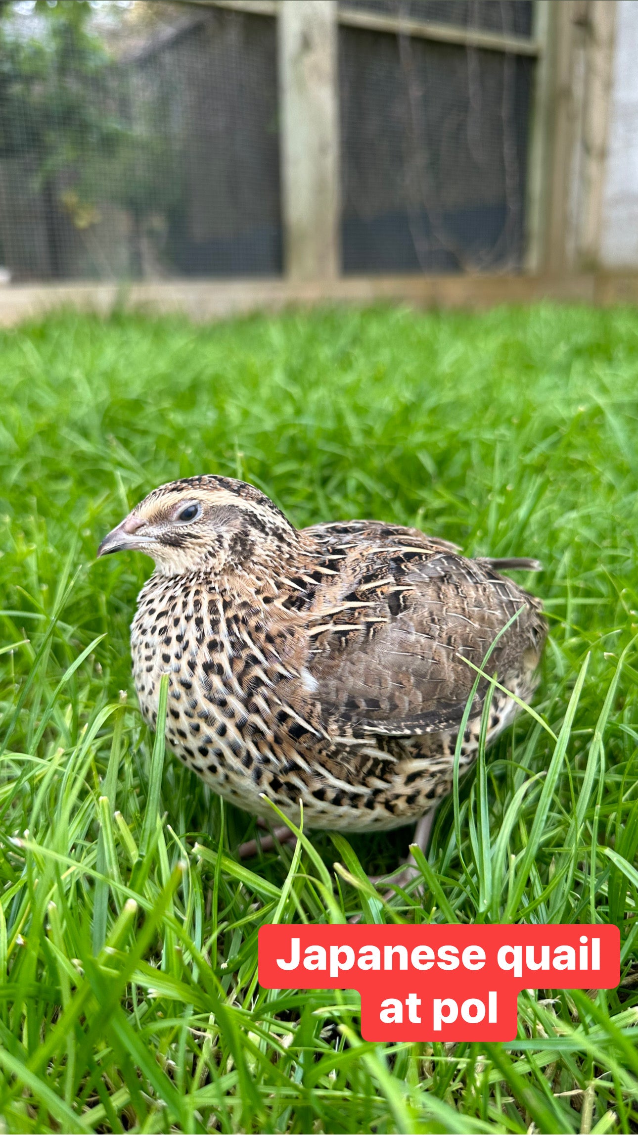 Japanese Quail hens