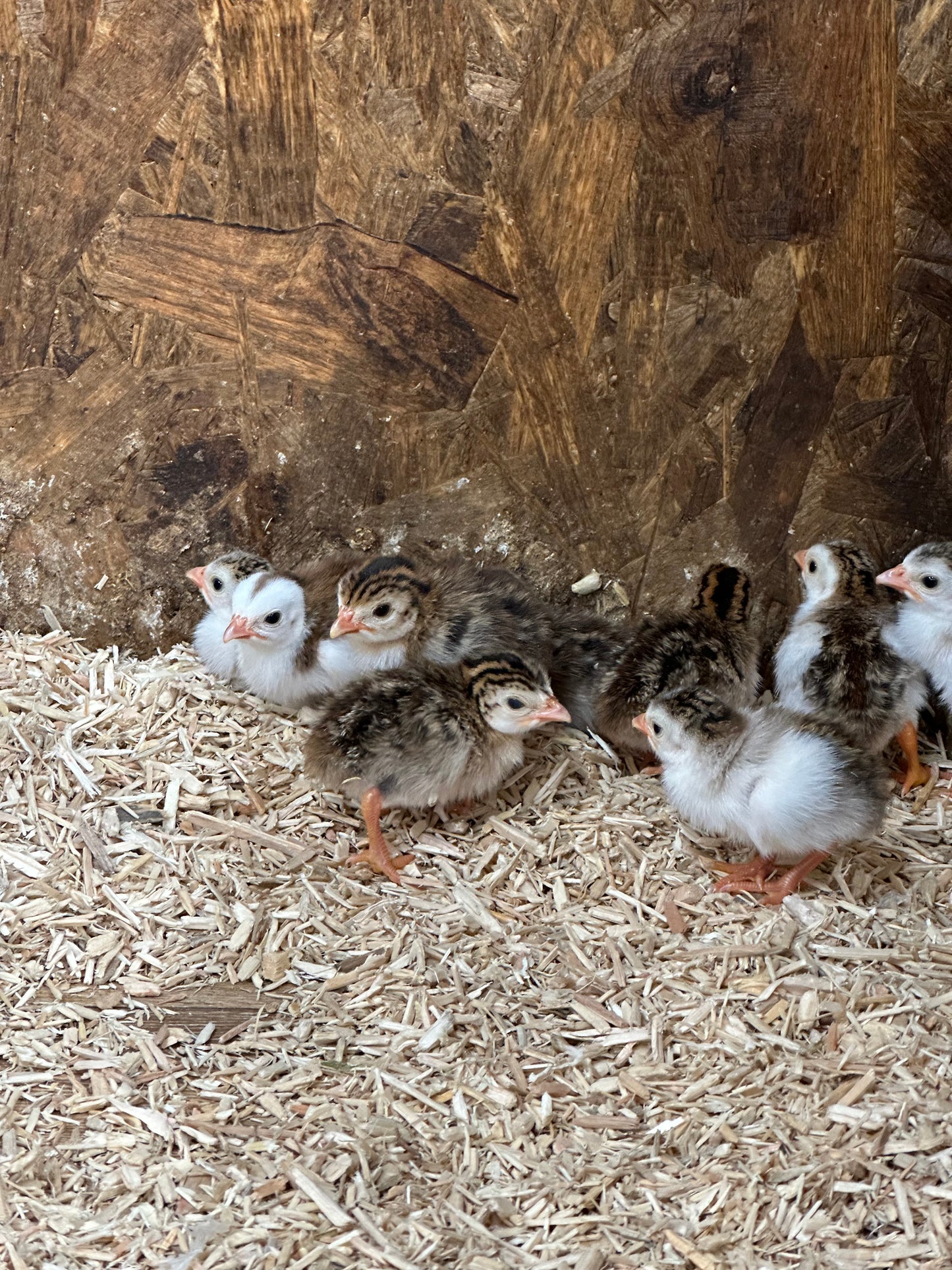 Guinea fowl keets