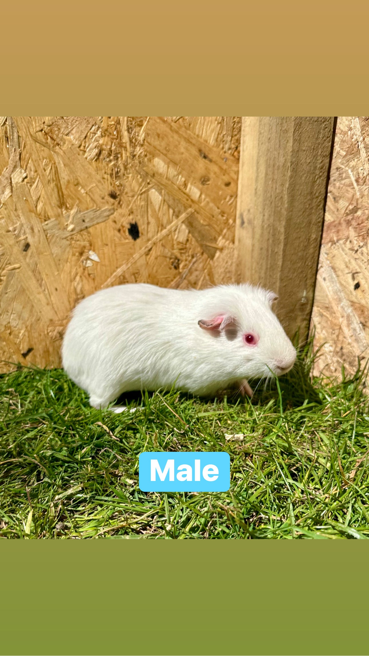 Male guinea pigs