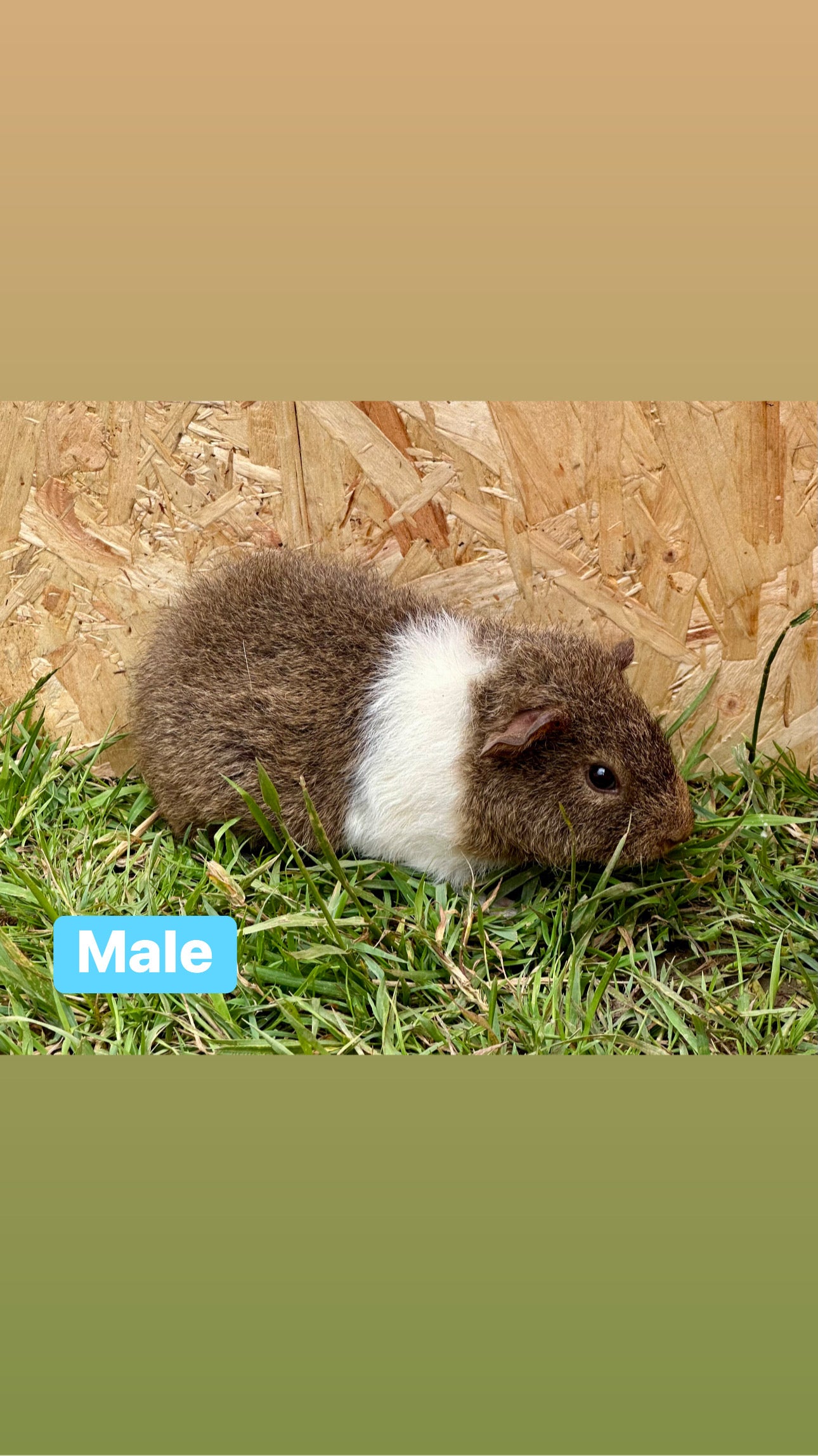 Male guinea pigs