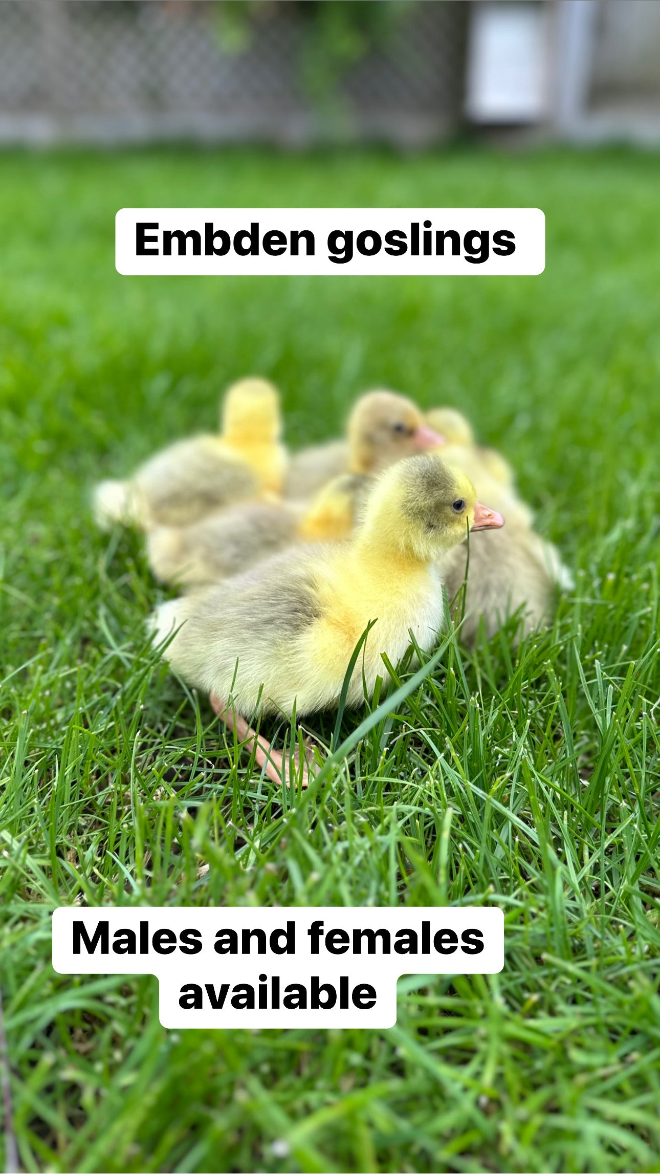 10 week old female geese