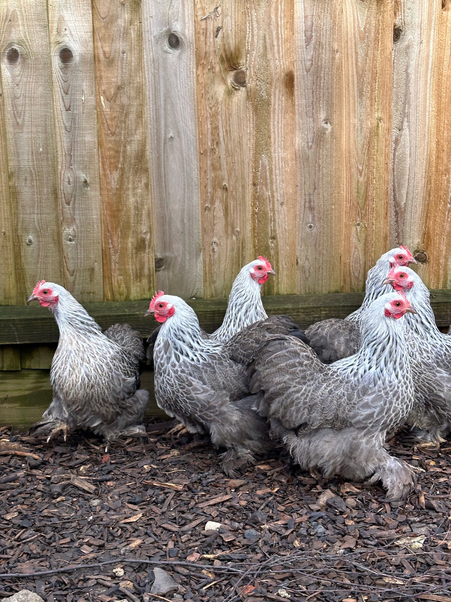 Silver Partridge Pekin bantam hatching eggs