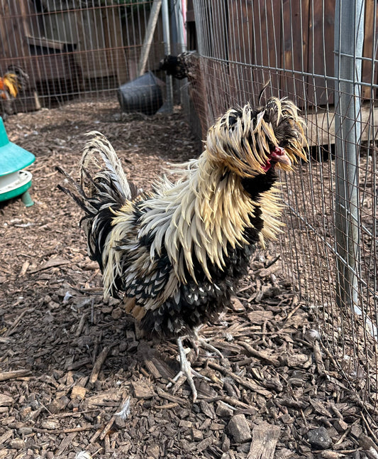 Buff laced polish frizzle bantam hatching eggs x 6
