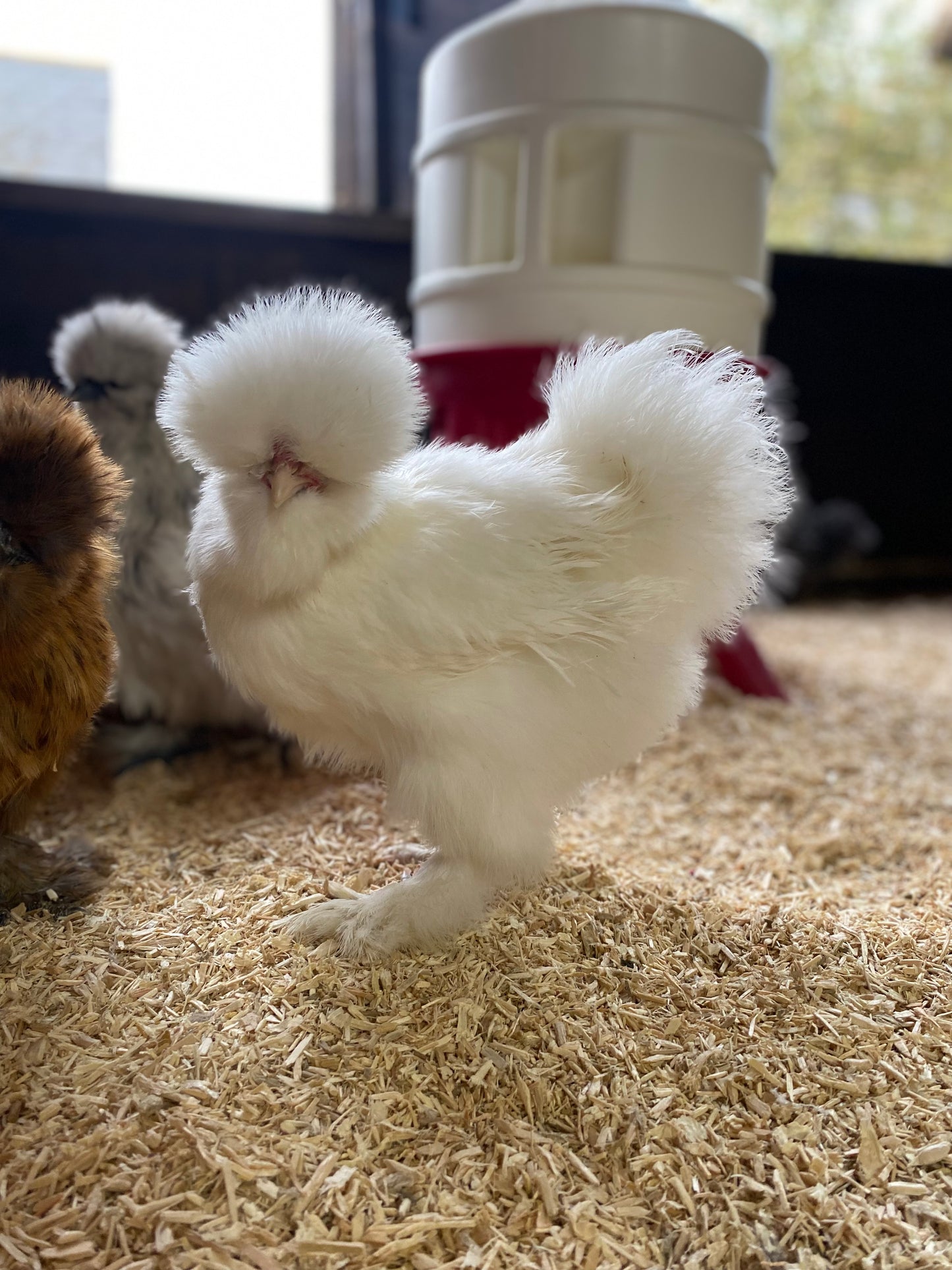 6 x USA silkie bantams hatching eggs