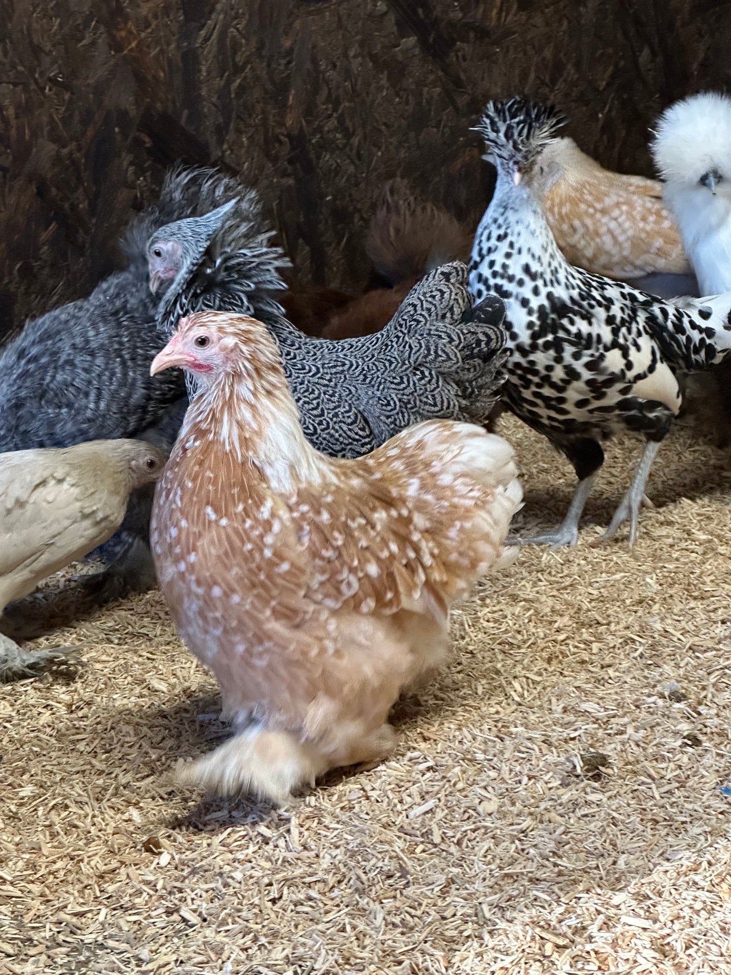 Pekin bantam hens