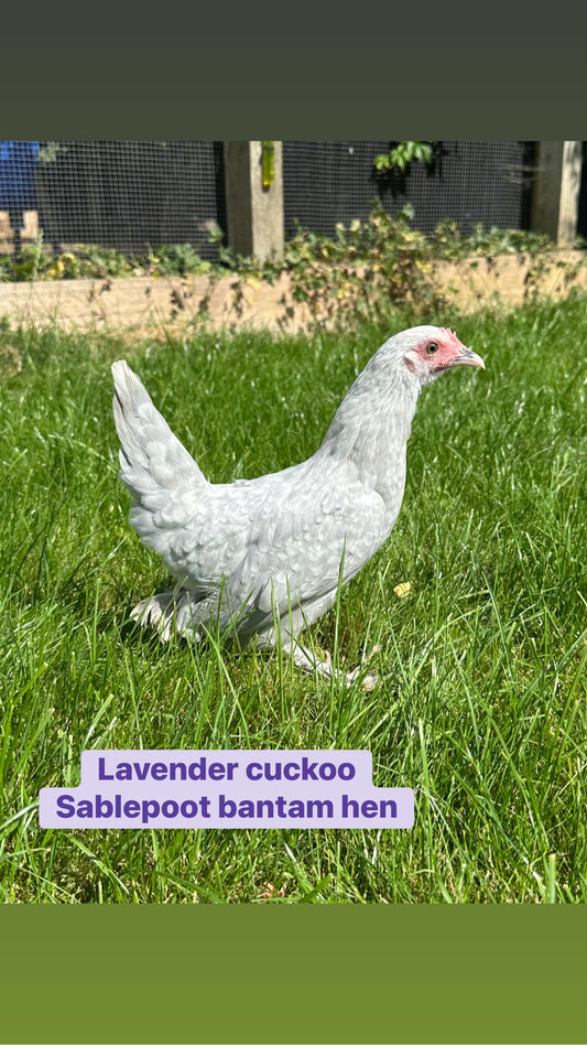 Lavender cuckoo sablepoot hen