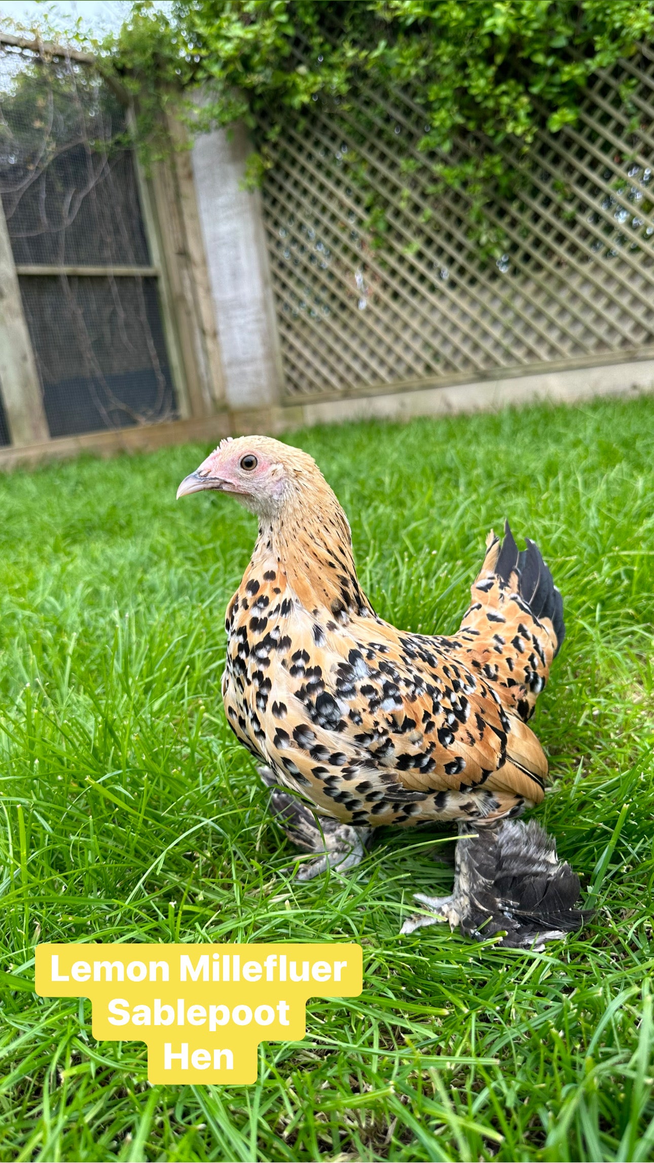 Sablepoot bantam hen