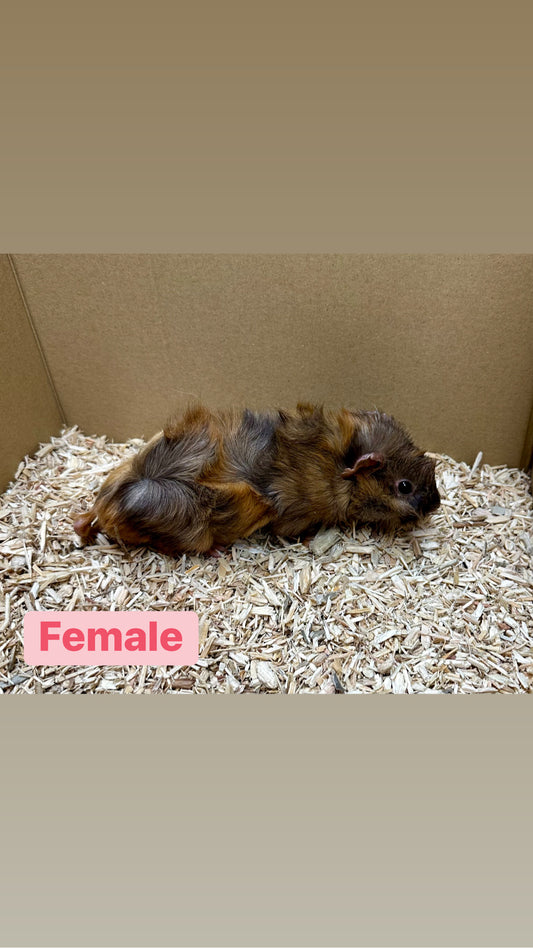 Female Guinea pigs