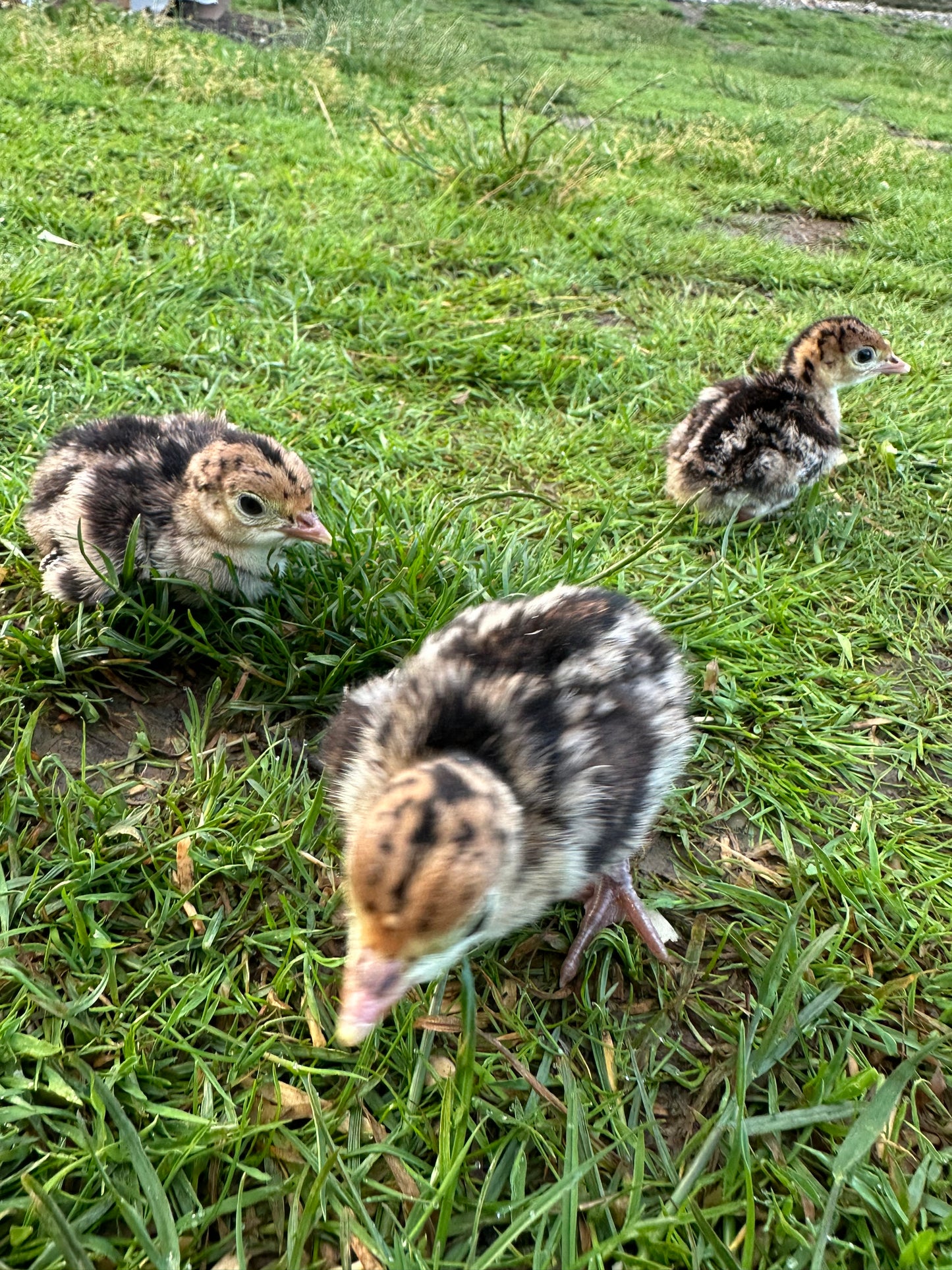 Bronze turkey poults