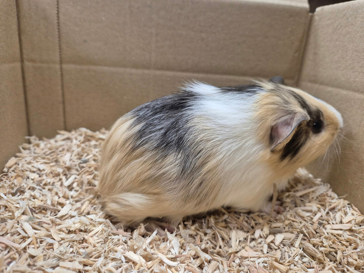 Female Guinea pigs