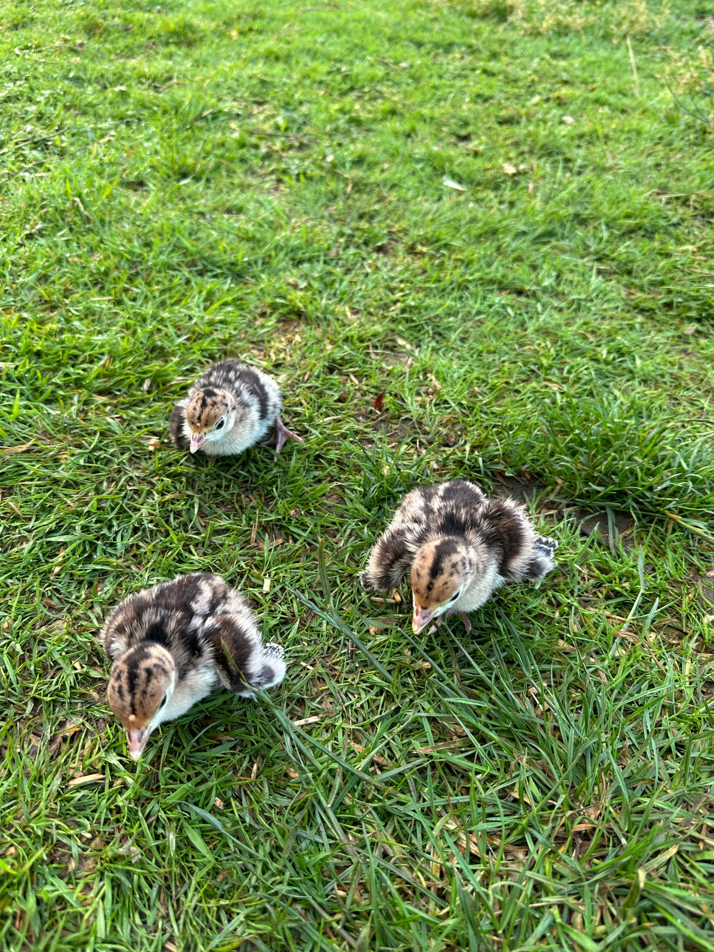 Bronze turkey poults