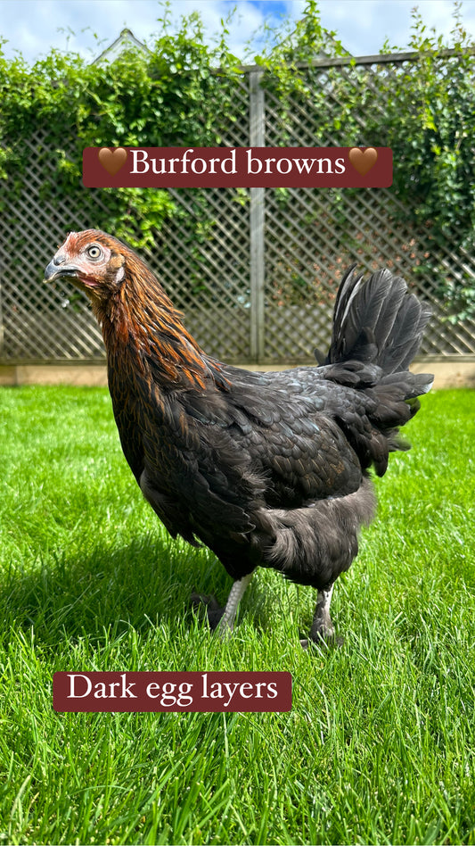 Burford brown hen