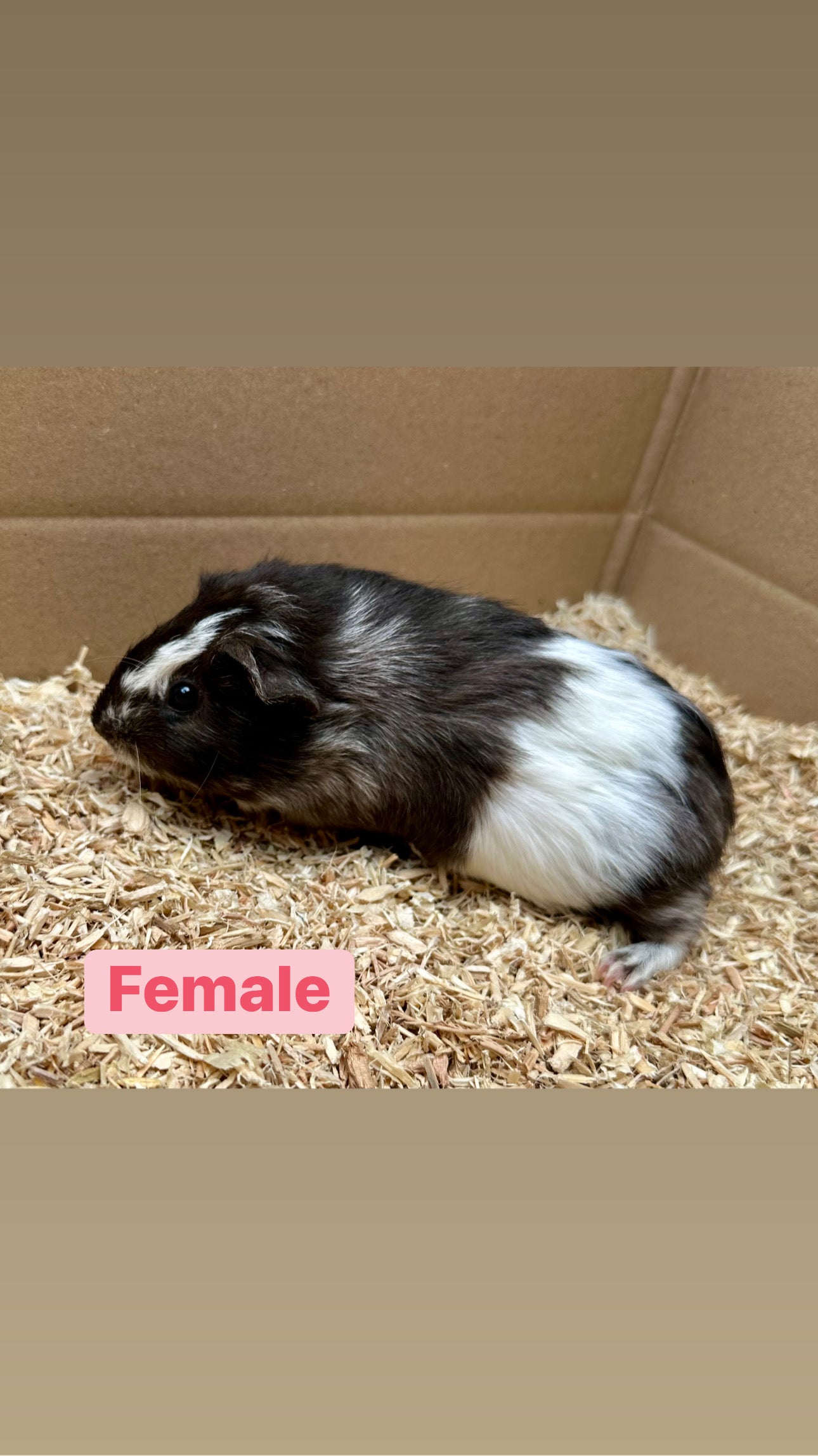 Female Guinea pigs