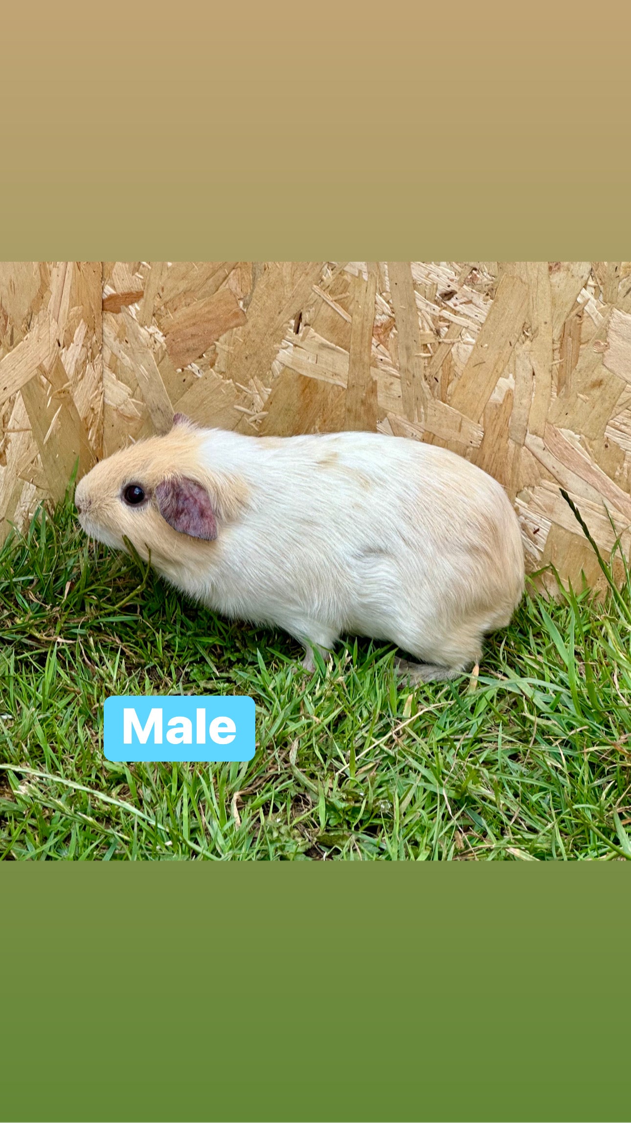 Male guinea pigs