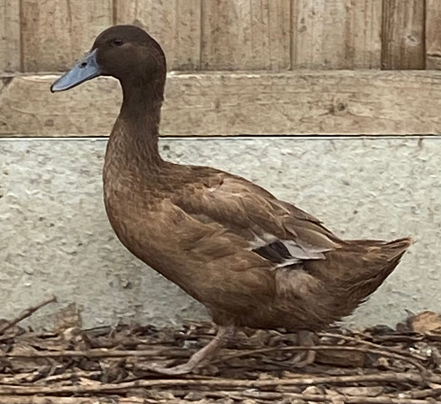 Female Khaki Campbell ducks