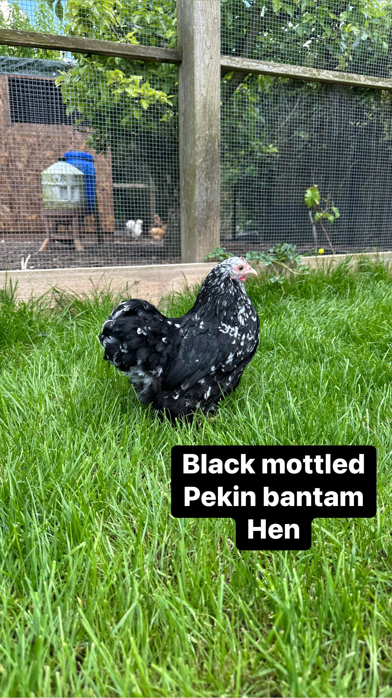 Pekin bantam hens