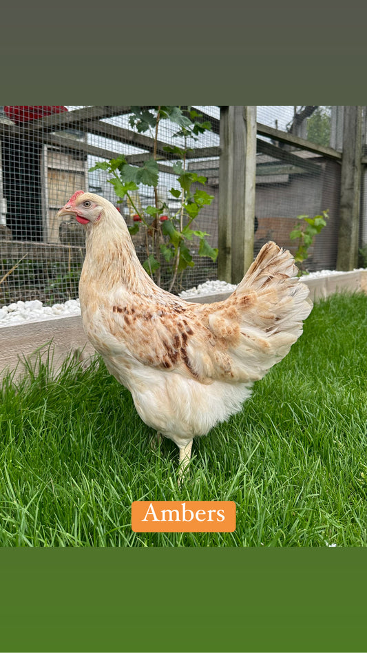Amber hen