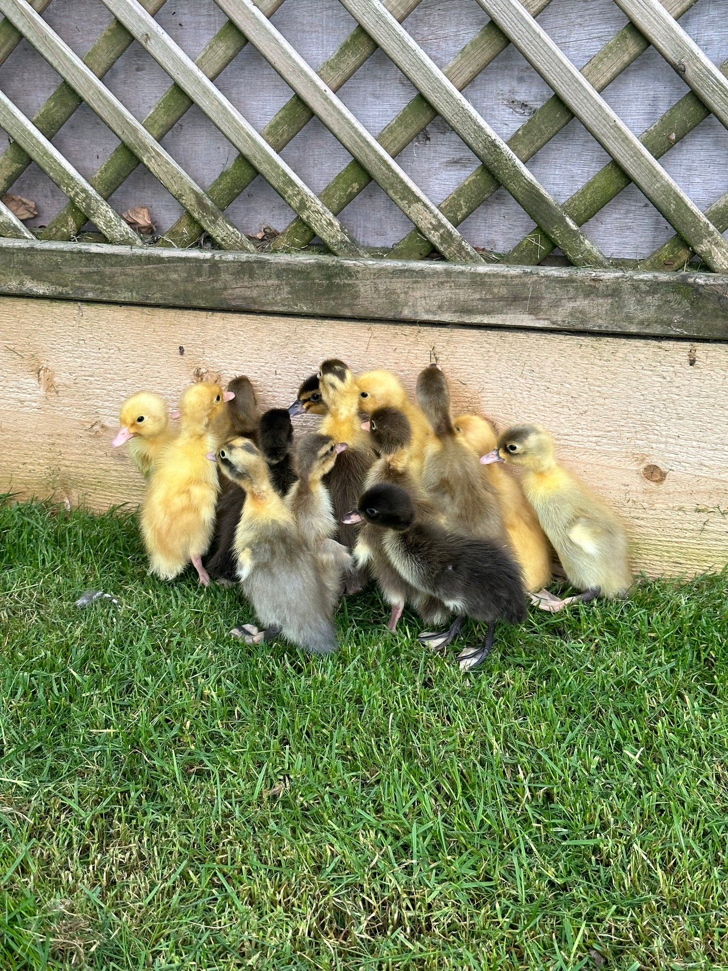 Unsexed Indian Runner Ducklings