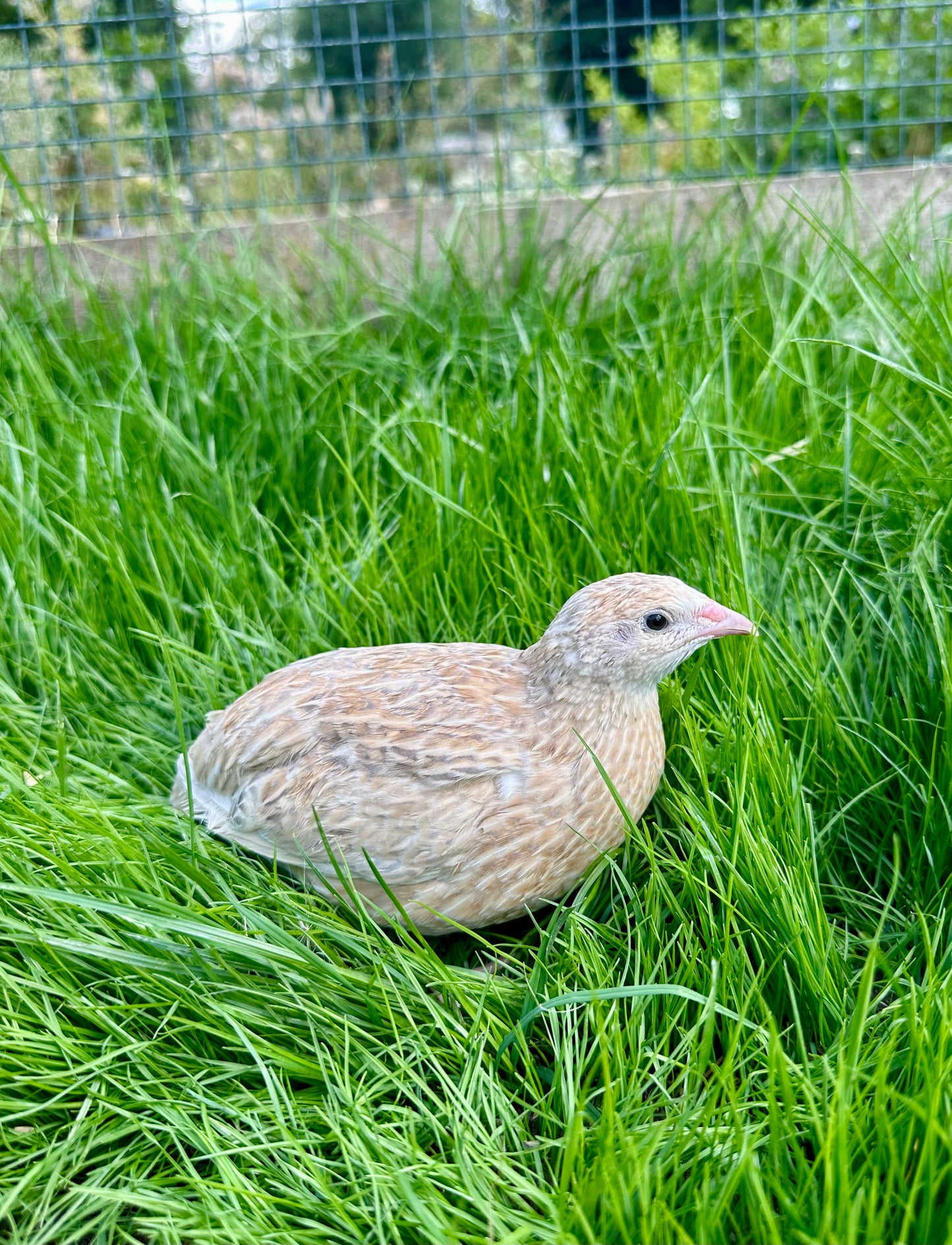 Japanese Quail hens