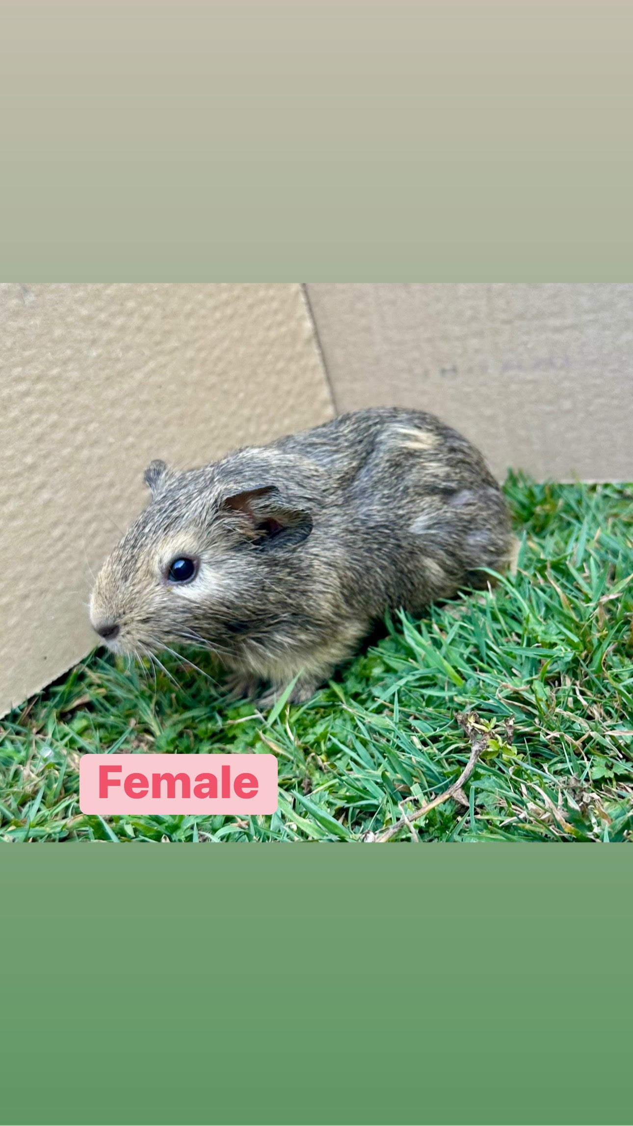Female Guinea pigs