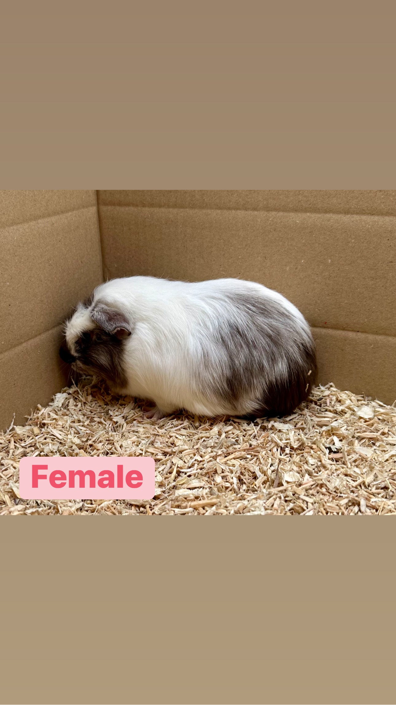 Female Guinea pigs