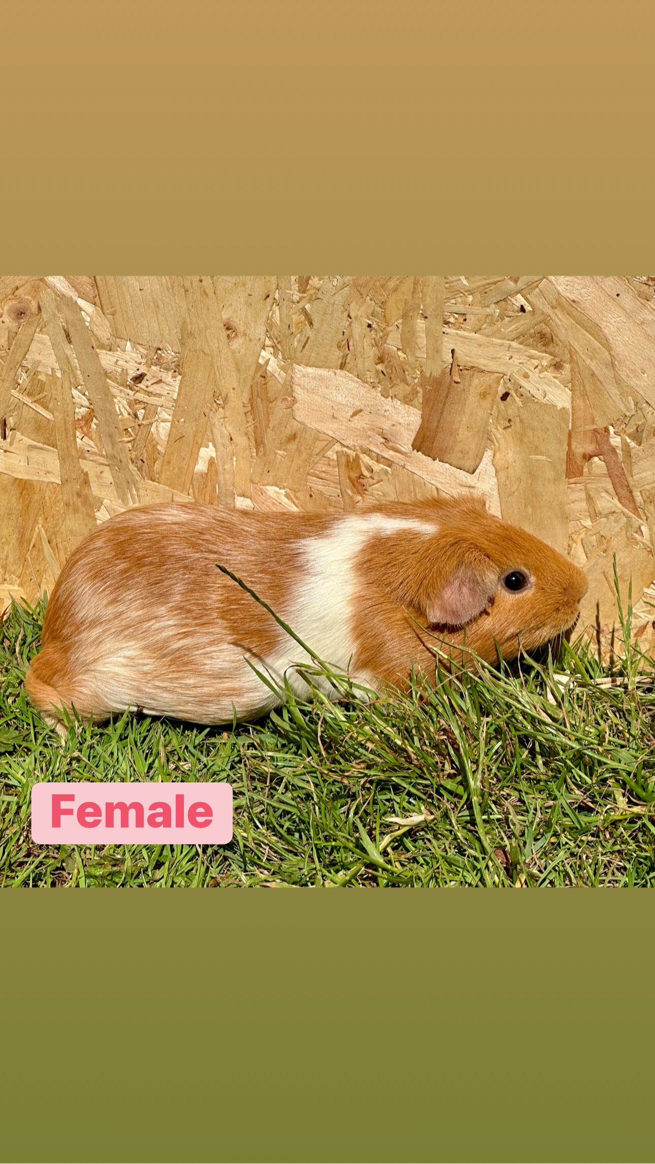 Female Guinea pigs