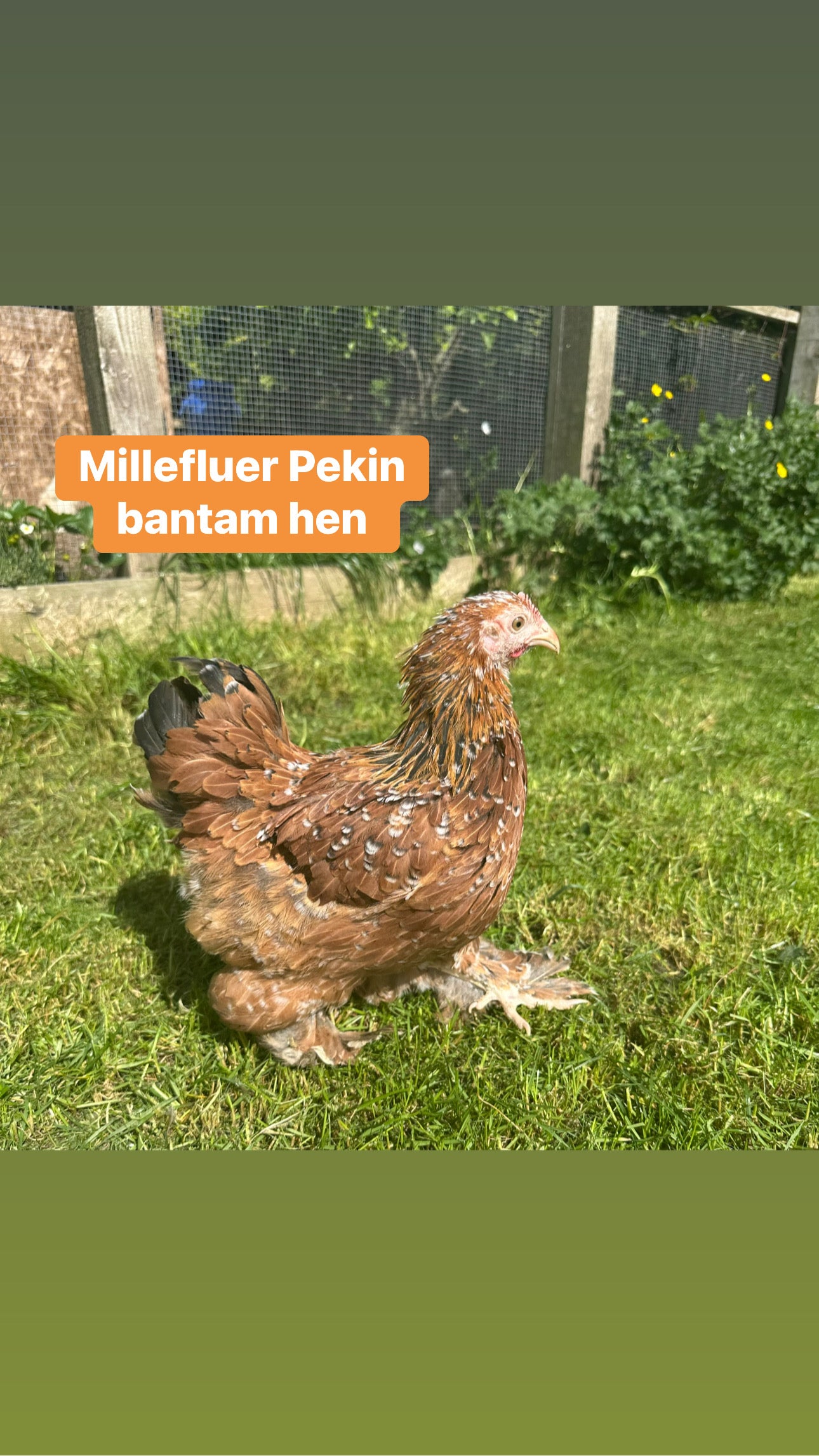 Pekin bantam hens