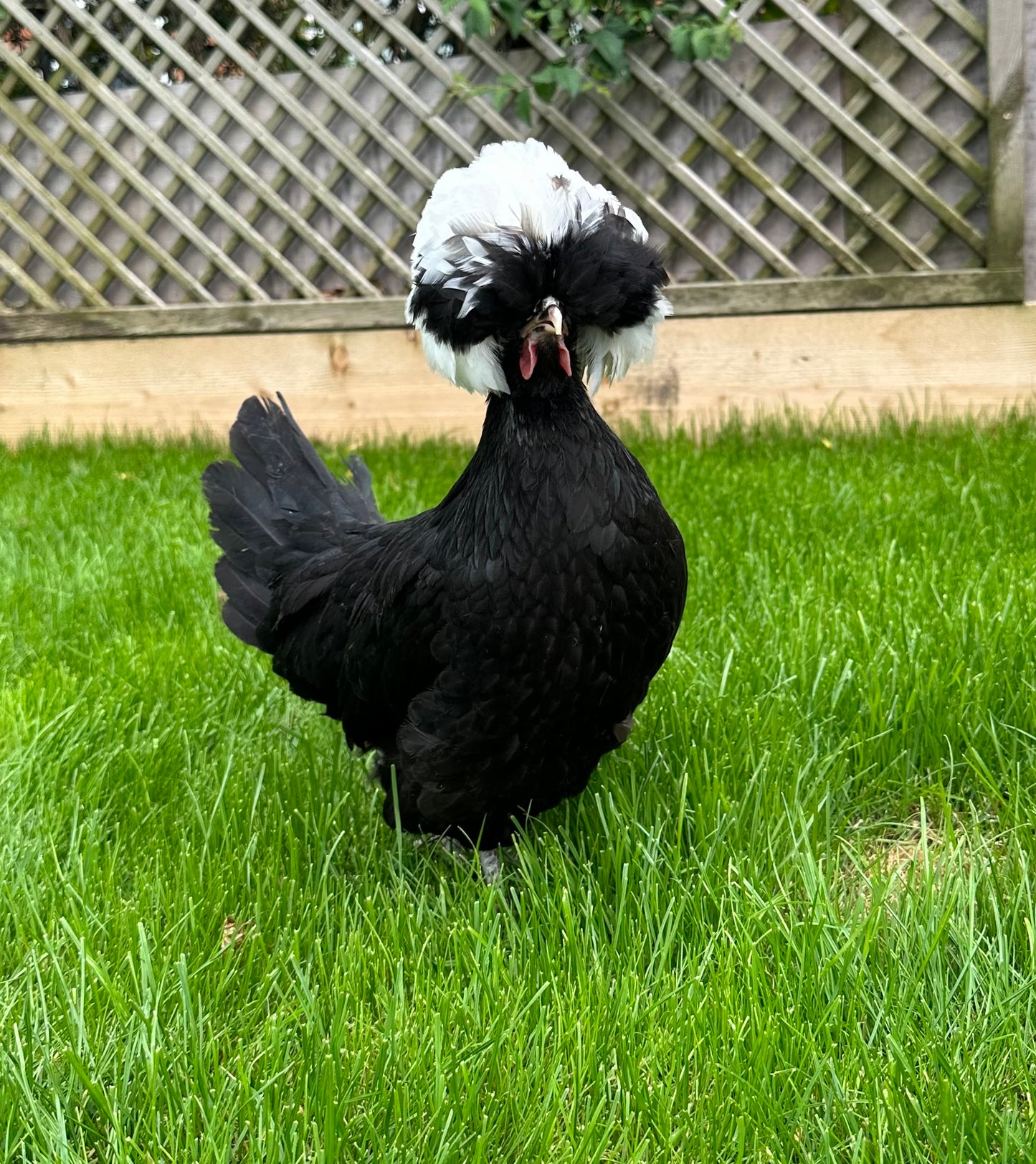 Polish bantam hatching eggs