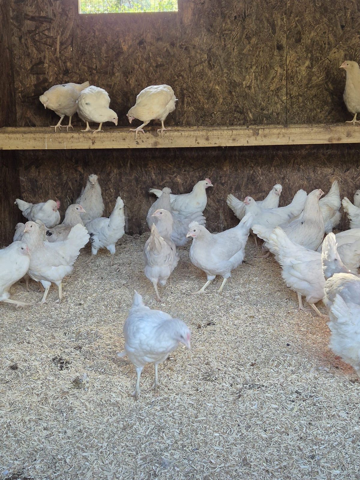 Oliver egger hen