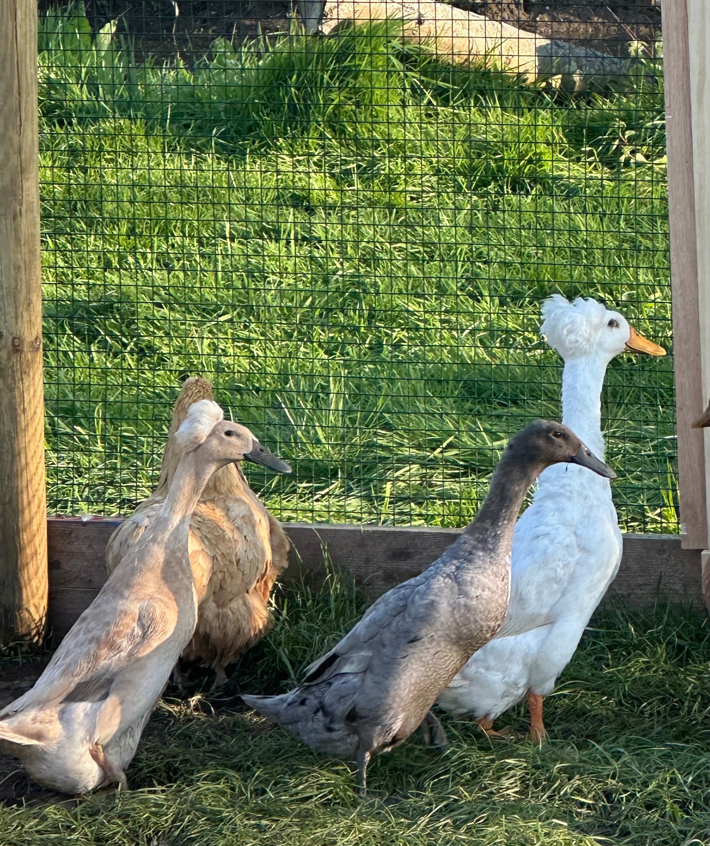 Indian Runner Duck hatching eggs