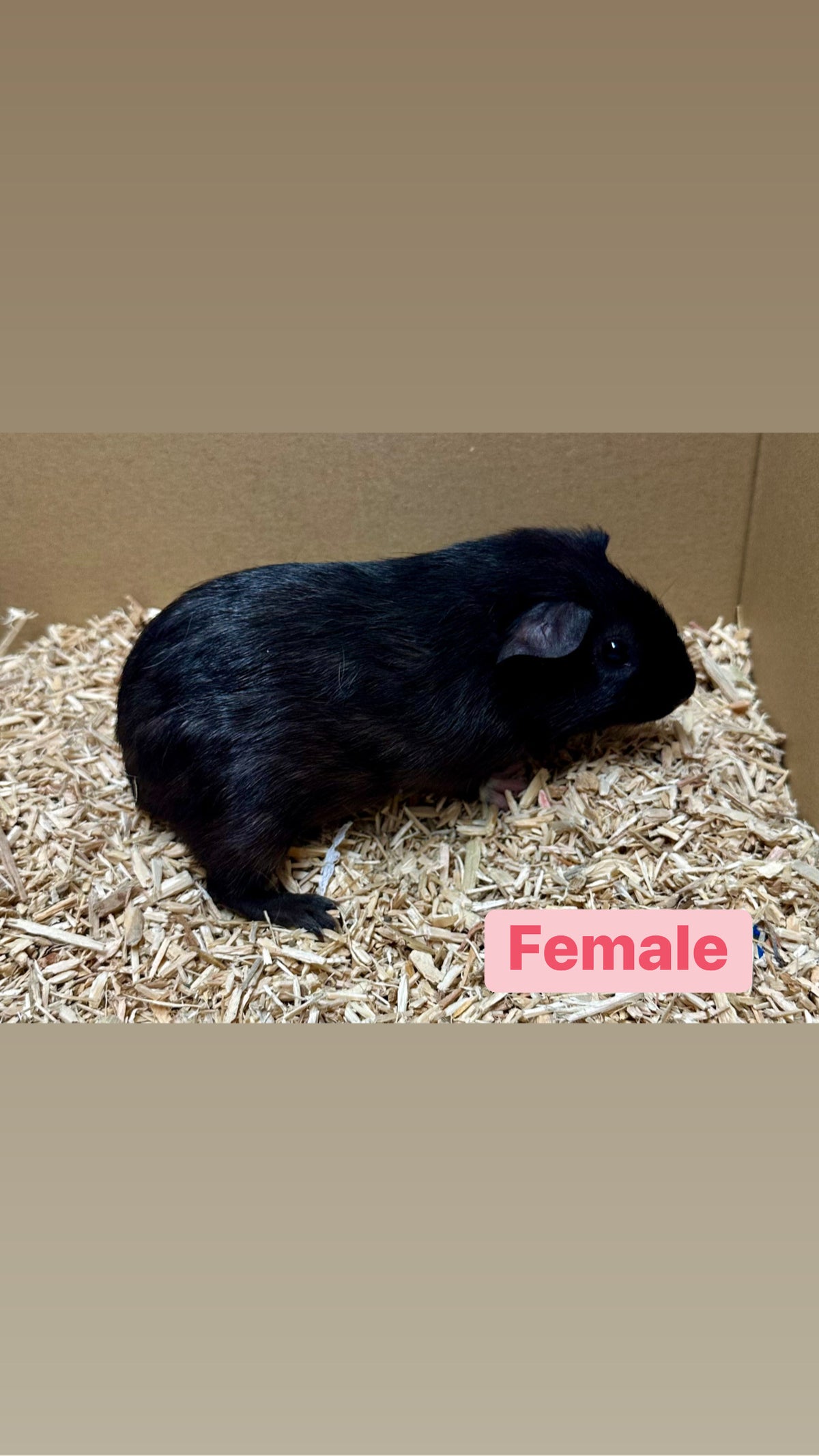 Female Guinea pigs