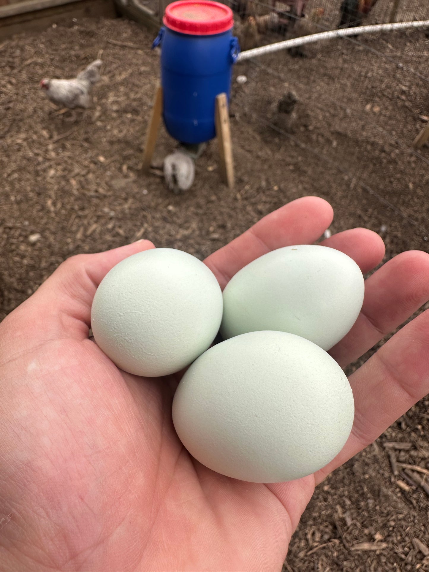 Lavender/Lavender cuckoo Araucana bantam hatching eggs