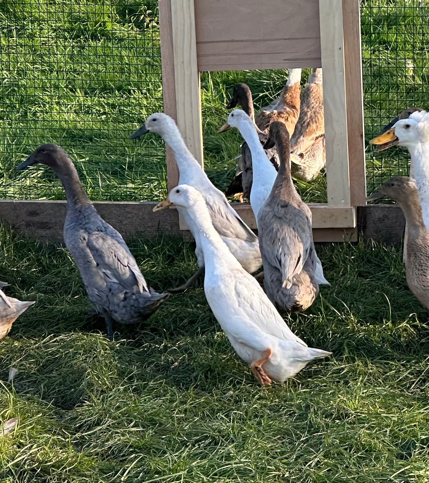 Indian Runner Duck hatching eggs