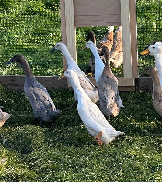 Indian Runner Duck hatching eggs