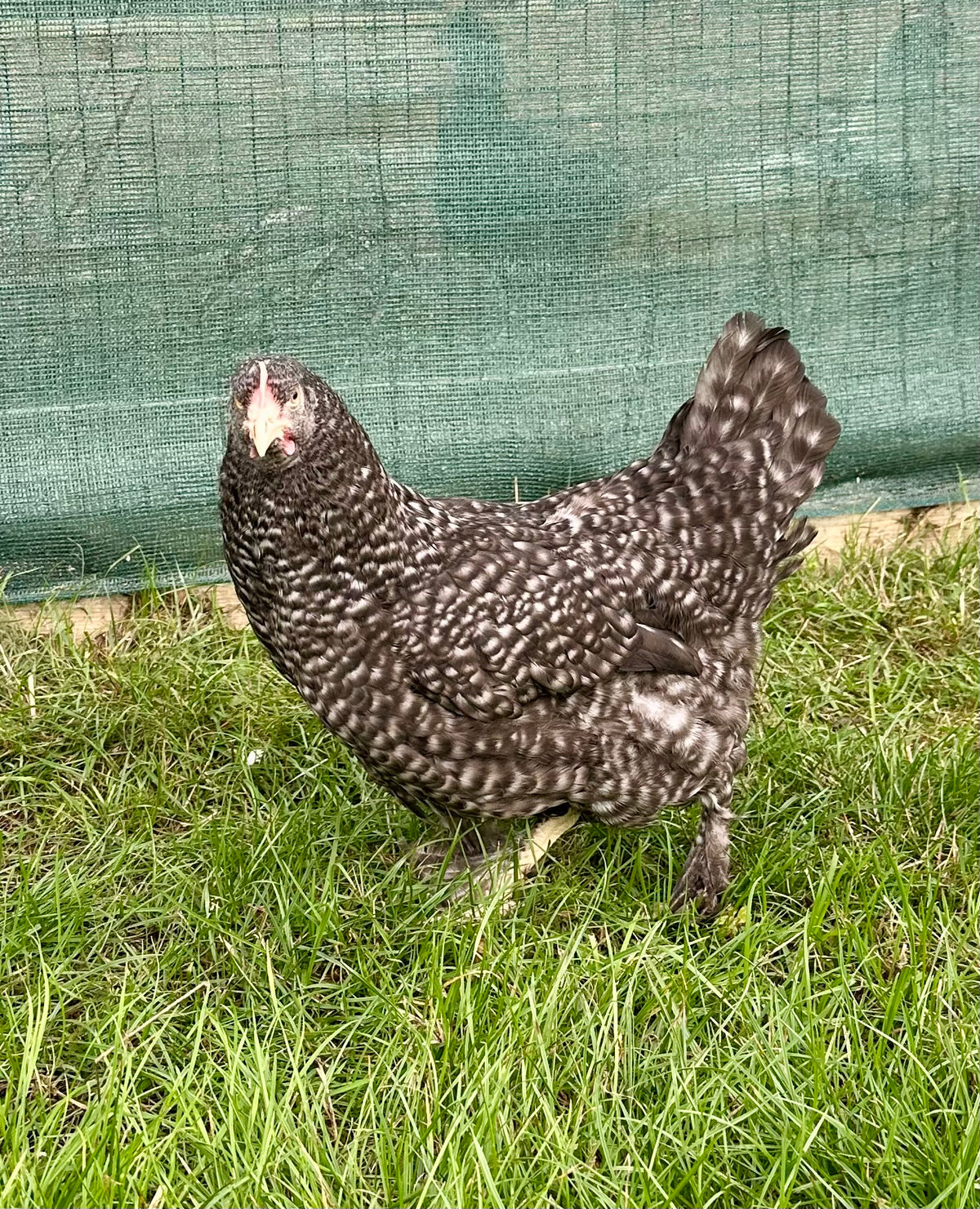 Burford brown hen