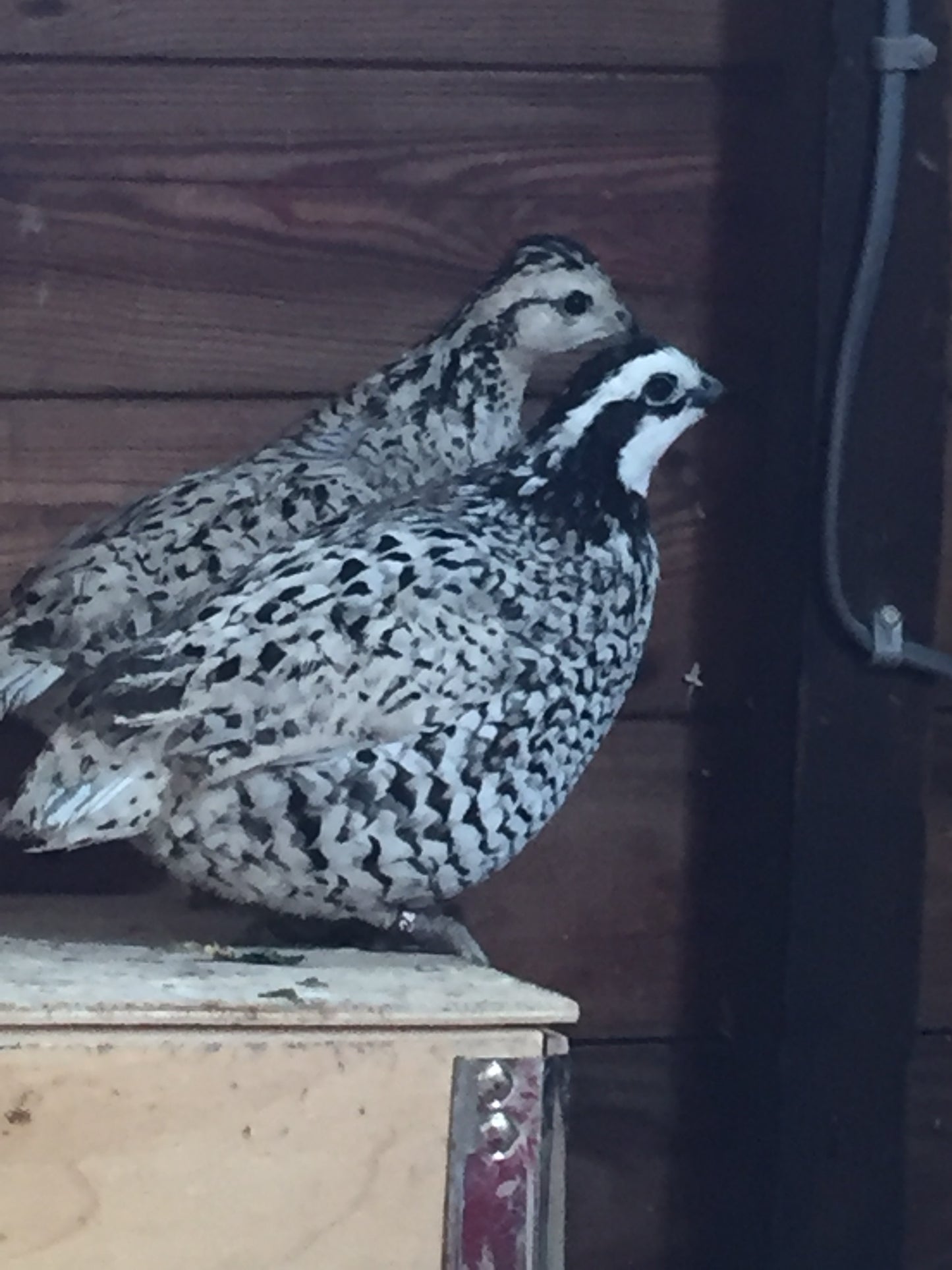 Snowflake Bobwhite quail hatching eggs