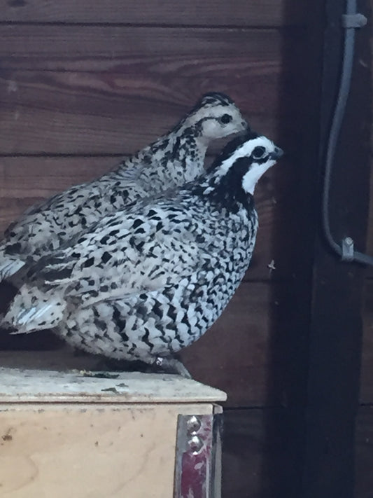 Snowflake Bobwhite quail hatching eggs