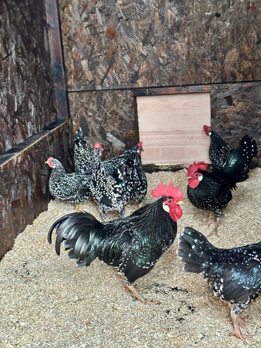 Black mottled Ancona bantam hatching eggs