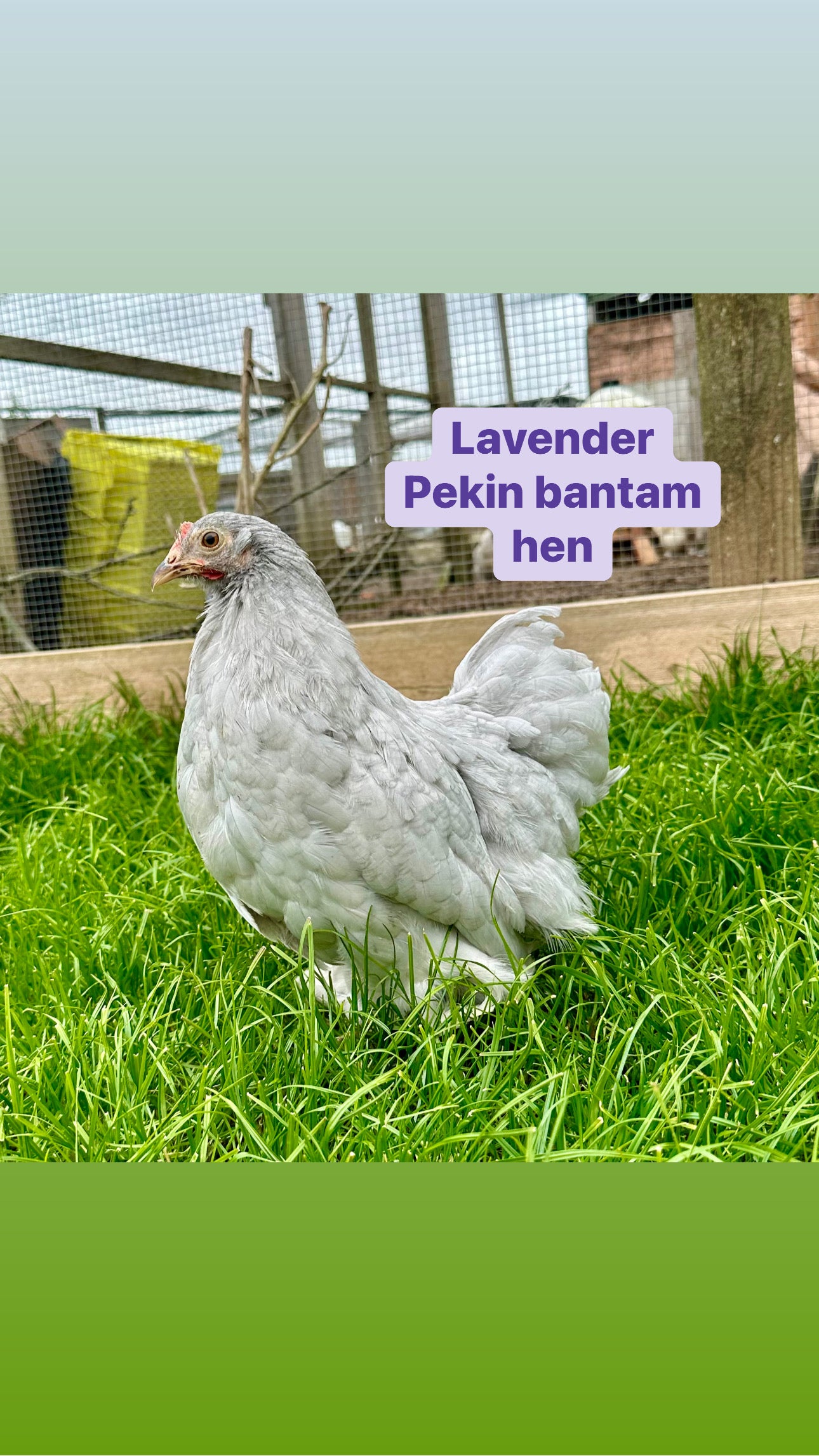 Pekin bantam hens