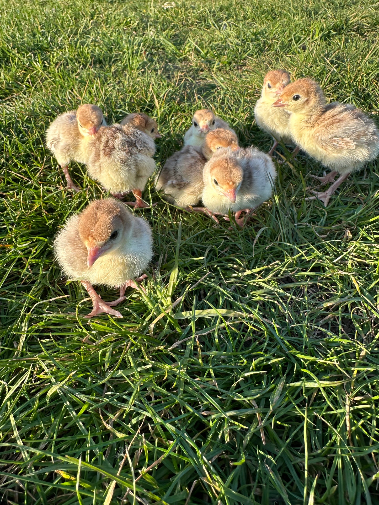 Bourbon red turkey poults