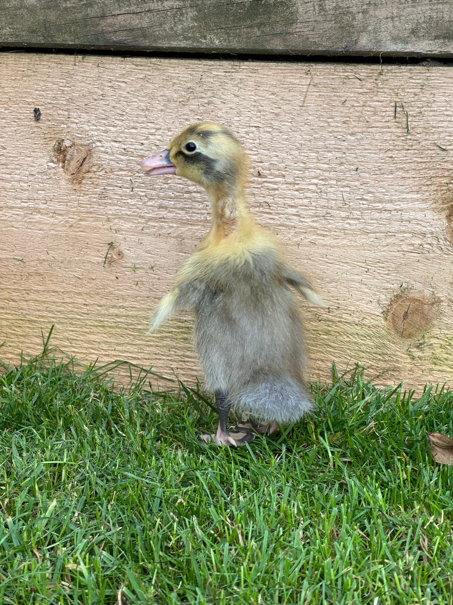 Female Indian runner ducklings