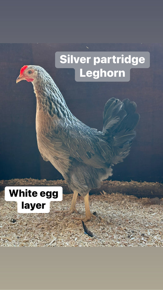 Silver Partridge Leghorn hen
