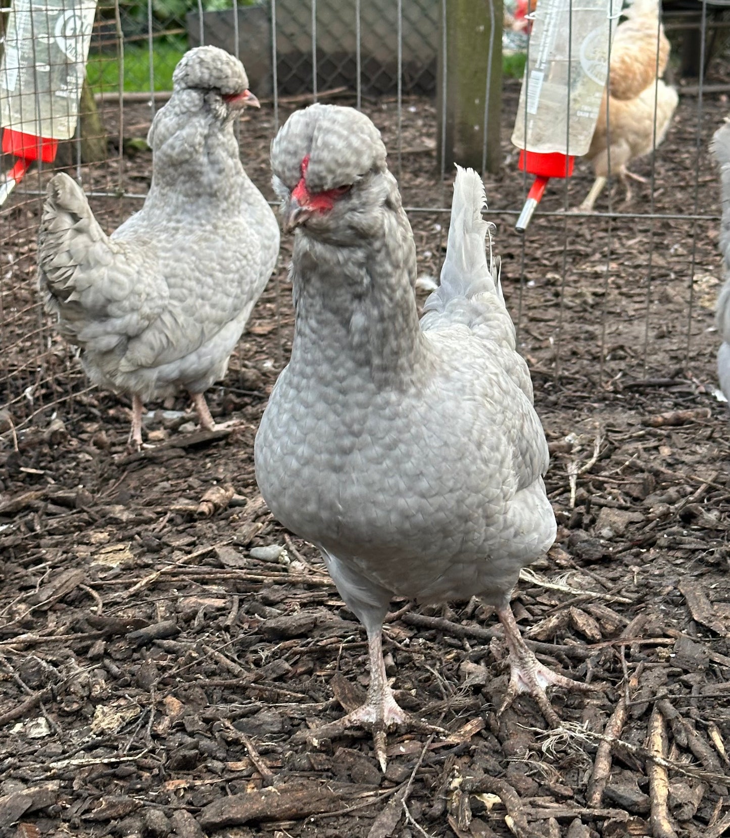 Lavender/Lavender cuckoo Araucana bantam hatching eggs