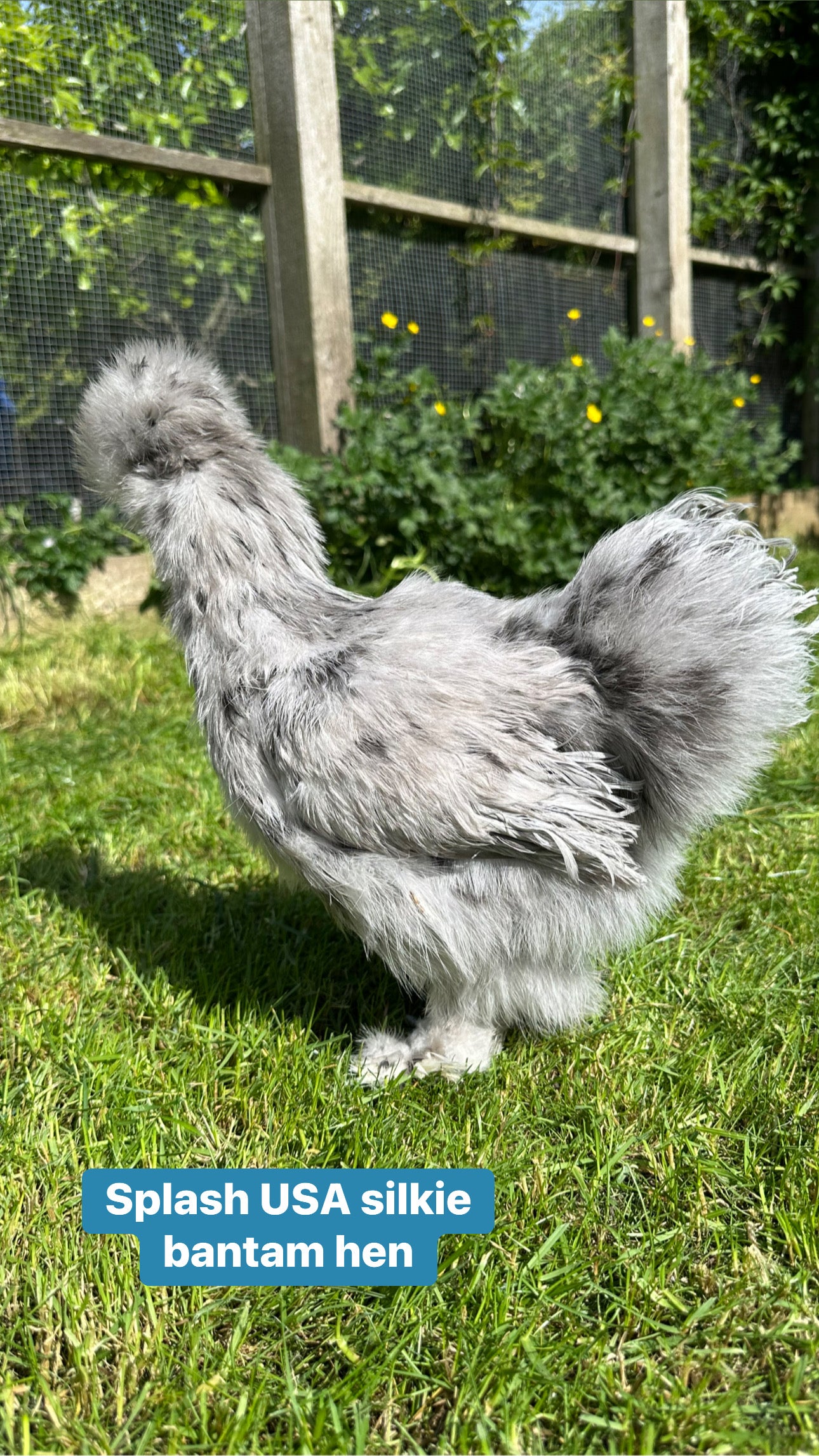 Mixed bantam hatching eggs